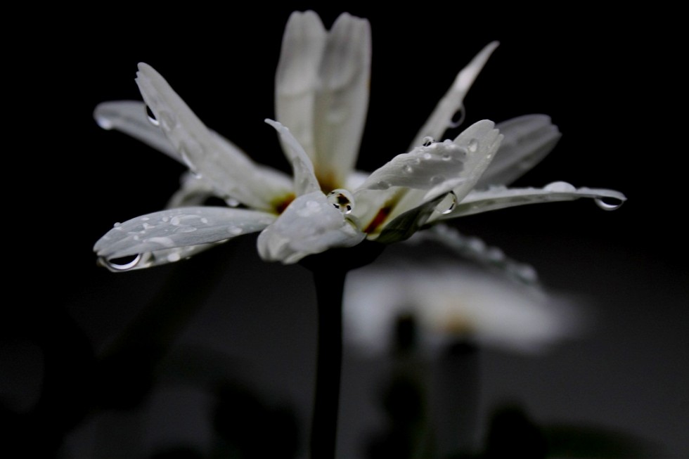 "gotas sostenidas." de Roberto Velazquez