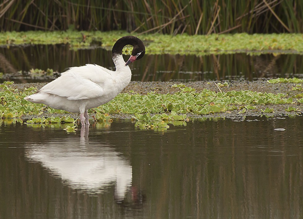 "cisne cuello negro" de Edith Polverini