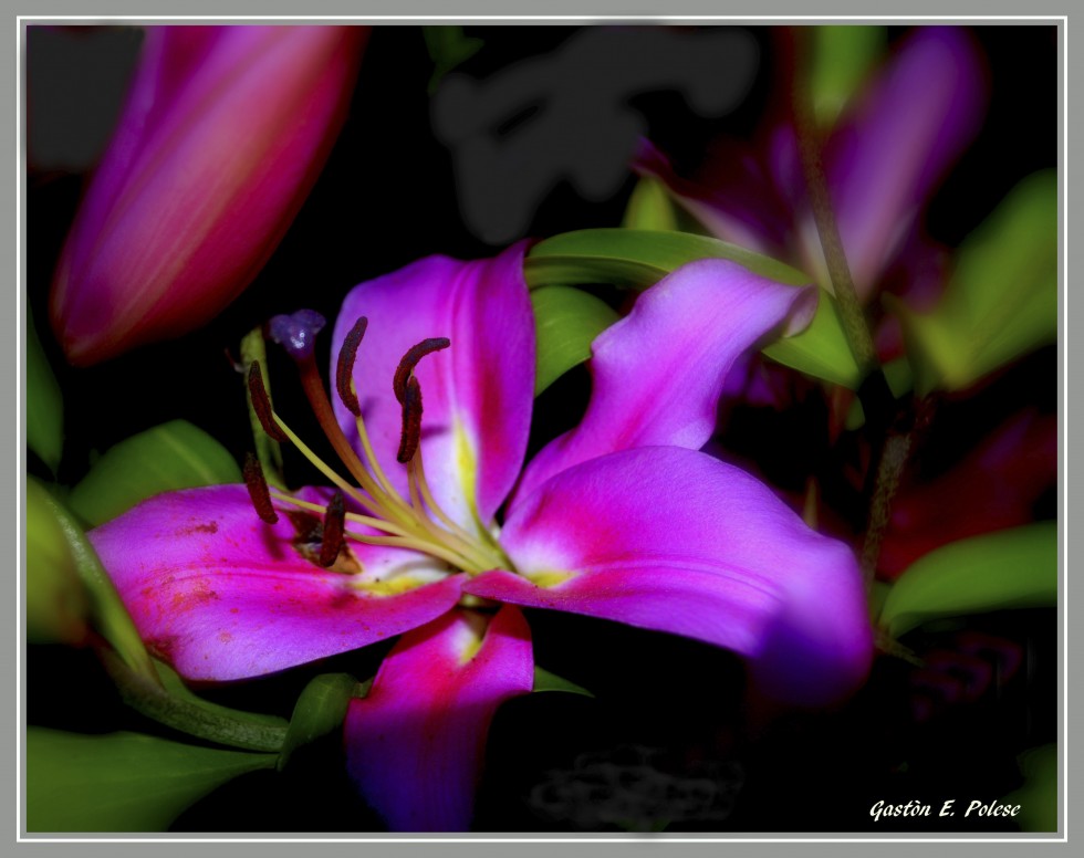 "Lilium Magenta" de Gaston E. Polese