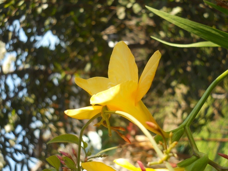 "Hermosa" de Agustin Espinoza