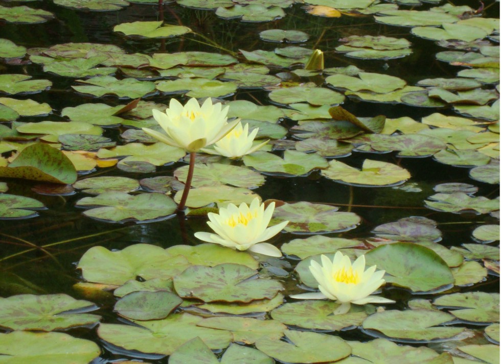 "flotando" de Celeste Guarnieri