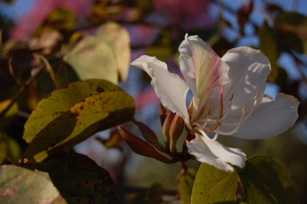 "Azalea...." de Romina Esponda