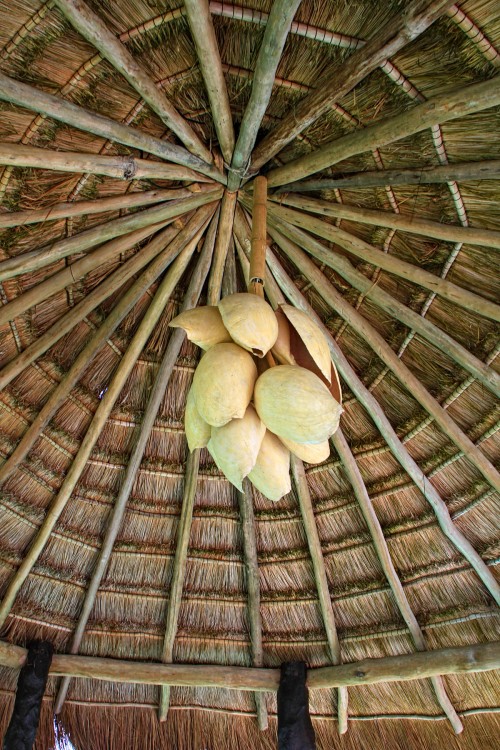 "Conchas colgadas" de Manuel Velasco