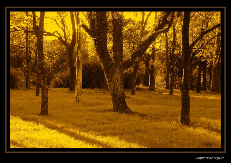 "EN PARQUE ...." de Anglica Pegas