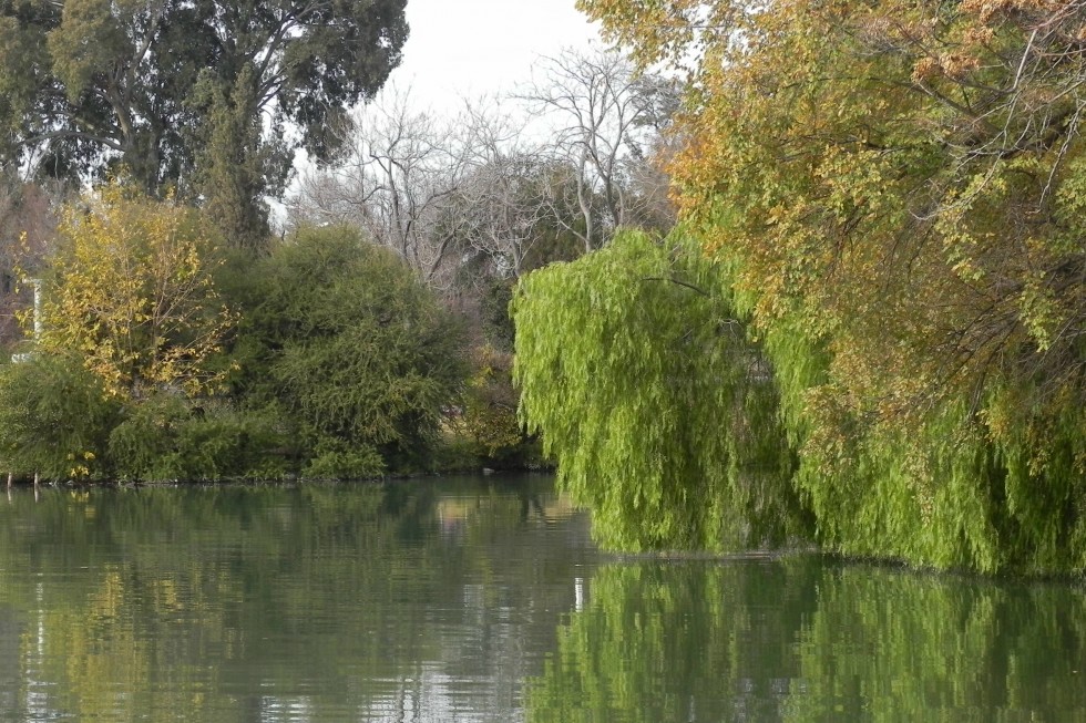 "`Verde`" de Carlos Alberto Torres