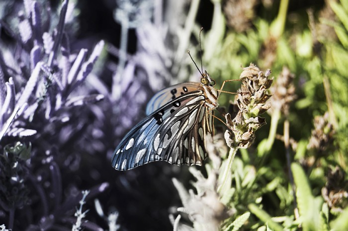 "Mariposa camufleada" de Karen Vinueza
