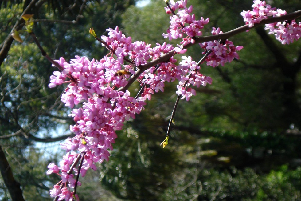 "feliz primavera!" de Ernesto Grun