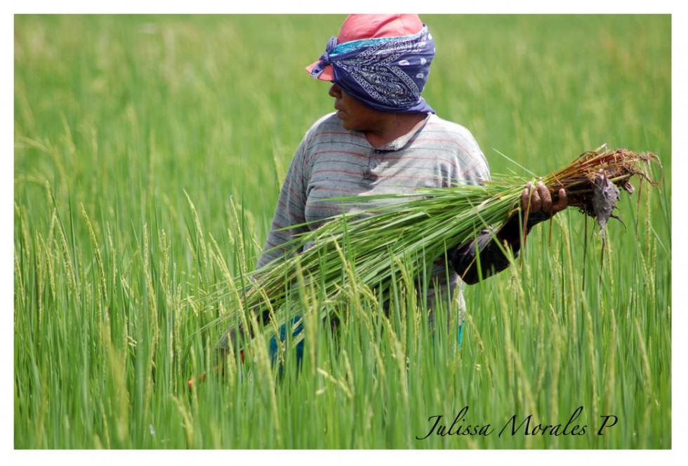 "La tierra nos alimenta" de Julissa Morales