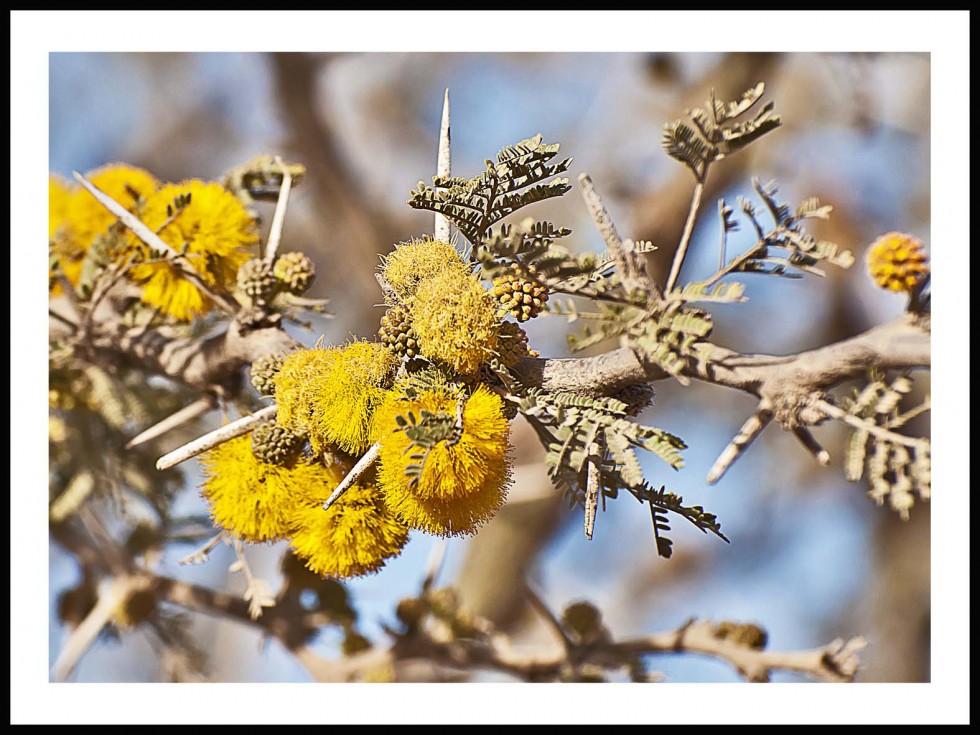 "flor" de Jose Luis Anania