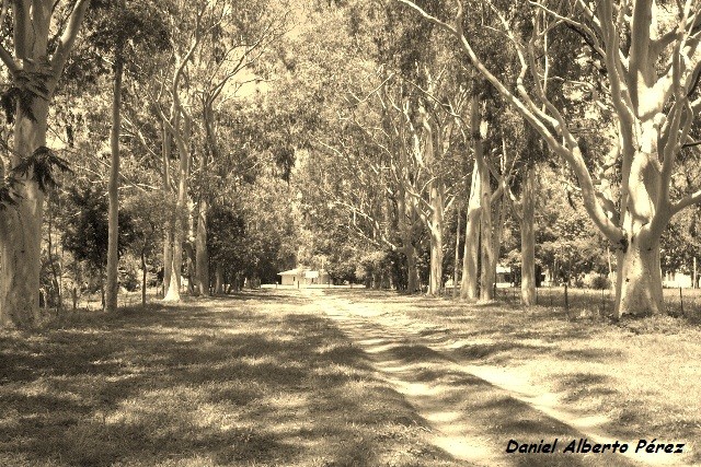 "camino de eucaliptus" de Daniel Alberto Prez