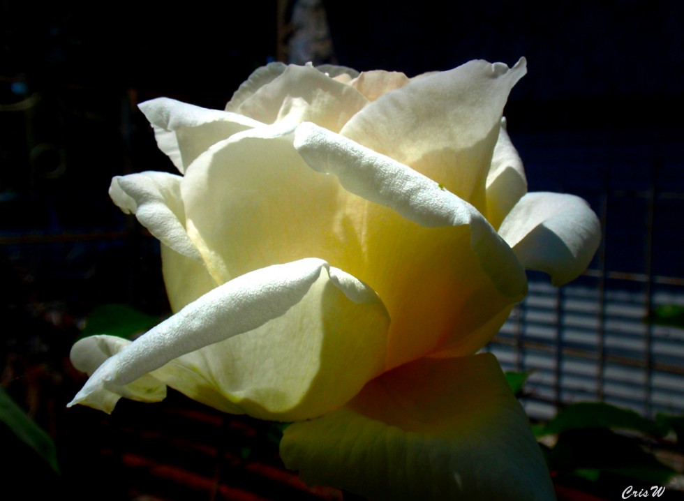 "Una rosa para Mercedes...." de Cristina Wnetrzak