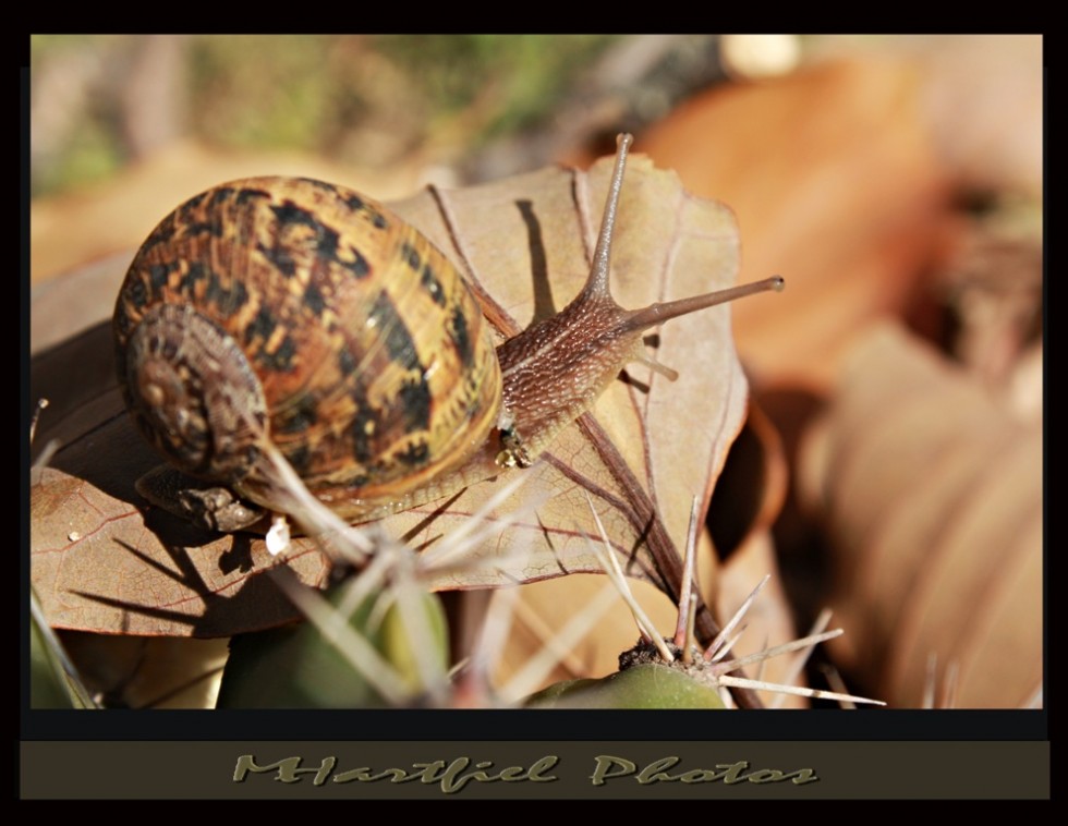 "CARACOL COL COL......." de Mariela Hartfiel