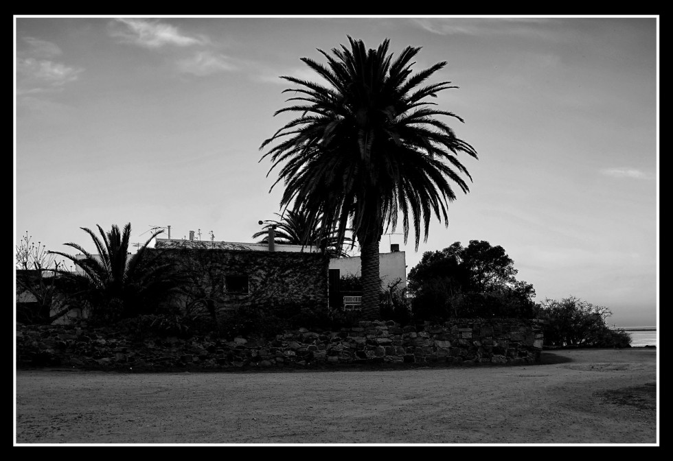 "Palmera" de Hugo Lorenzo