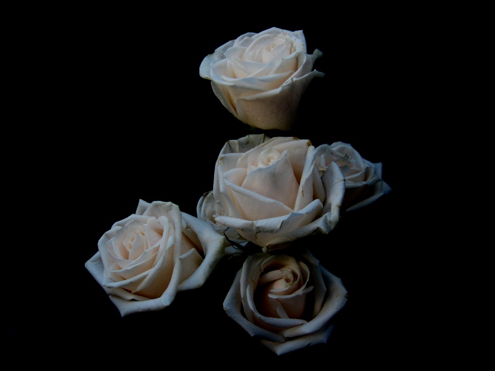 "De las rosas blancas y las penas negras..." de Luis Alberto Salvarezza