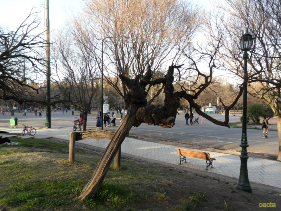 "`La ventana del arbol`" de Carlos Alberto Torres