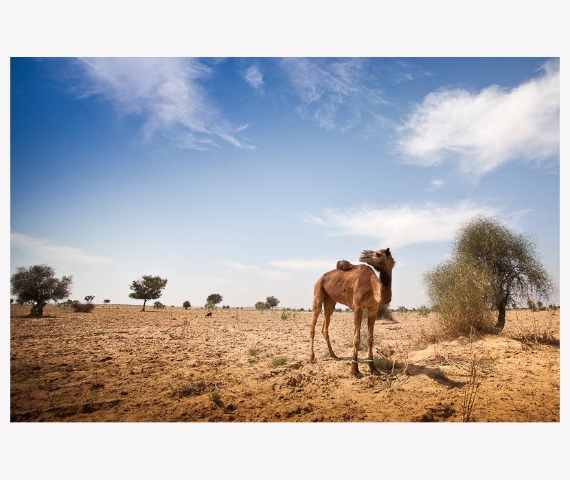 "Camel" de Mariano Verra