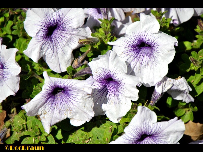 "Flores de primavera" de Juan Jos Braun