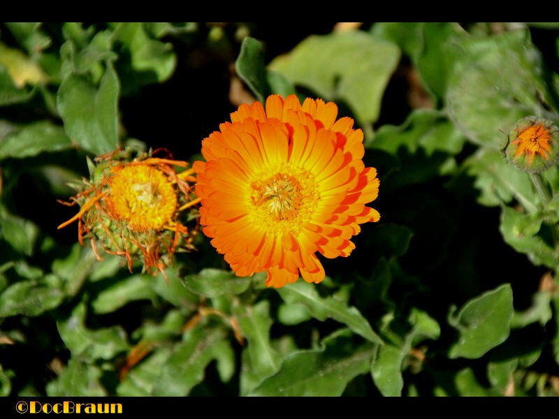 "Flores de primavera" de Juan Jos Braun