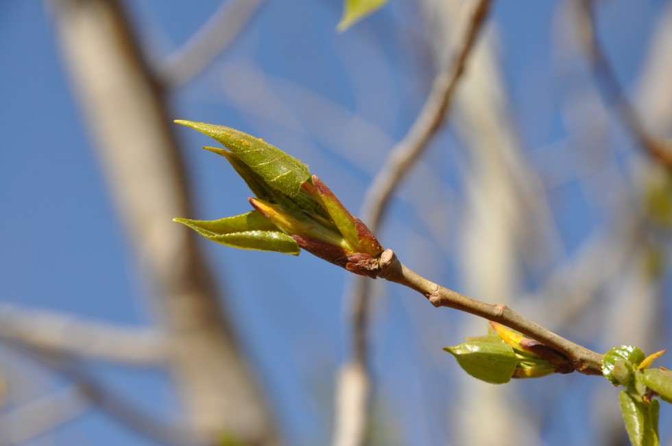 "brotes nuevos, llego la primavera..." de Jose Alberto Vicente