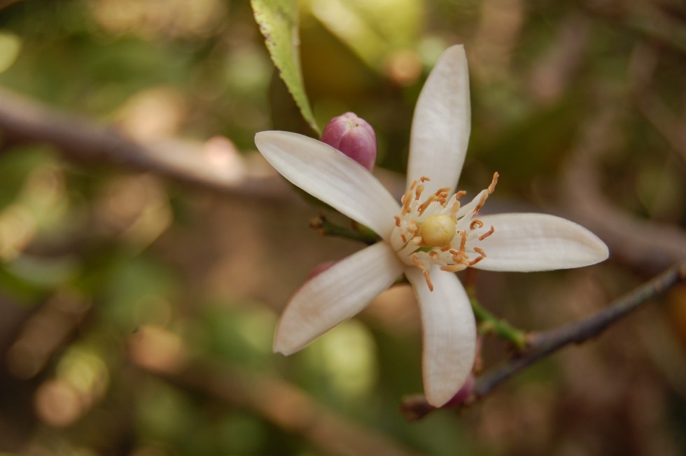 "Flor de Azahar...." de Romina Esponda