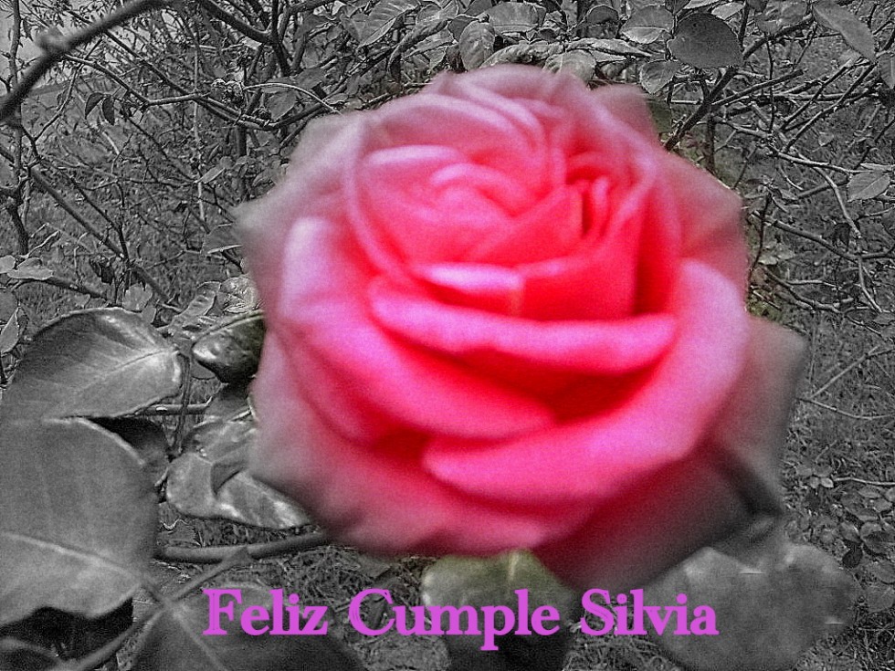 "`feliz cumple Silvia`" de Simon Medina