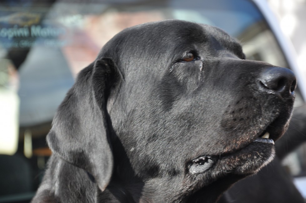 "el perro cantor" de Jose Alberto Vicente