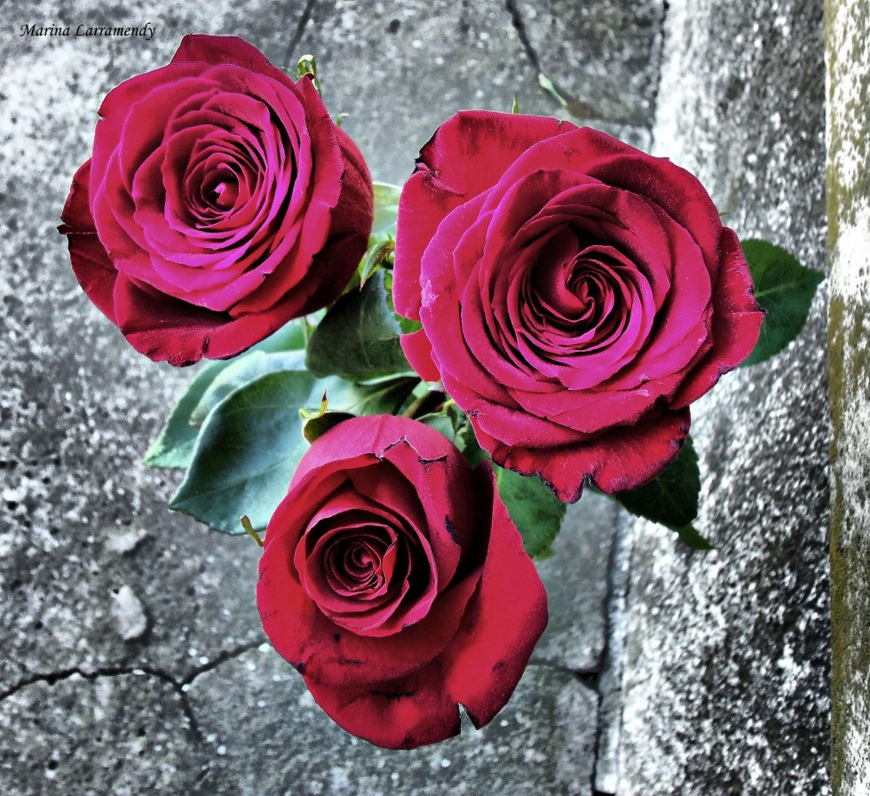"Tres Rosas..." de Marina Larramendy