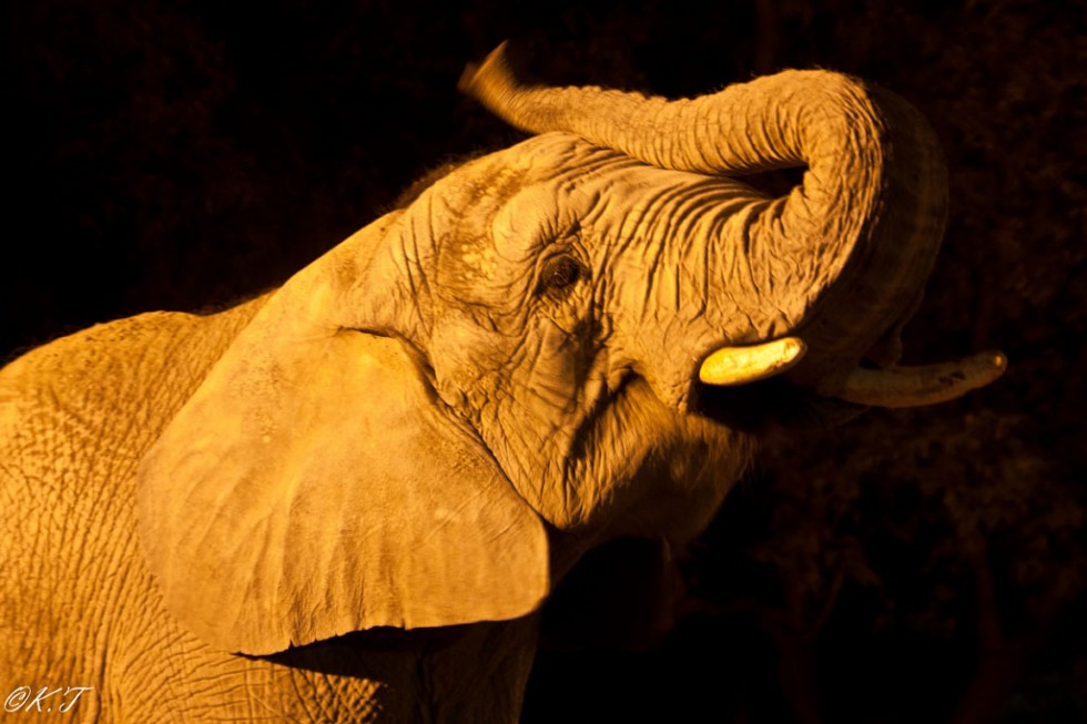 "Elefante en la noche" de Karina Techera
