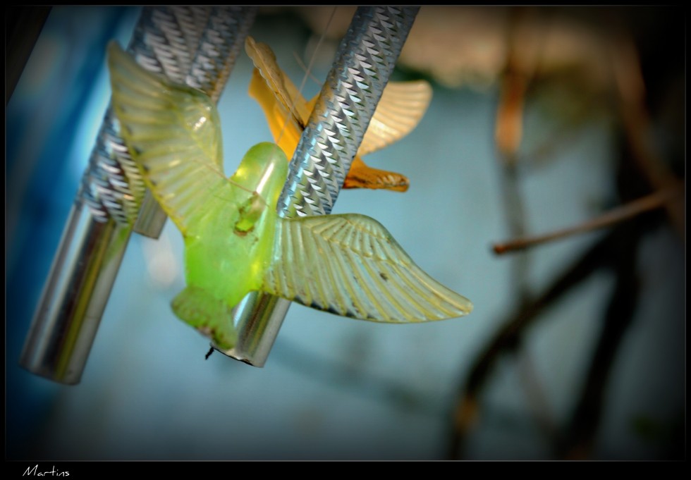 "Palomas" de Martin Moreno