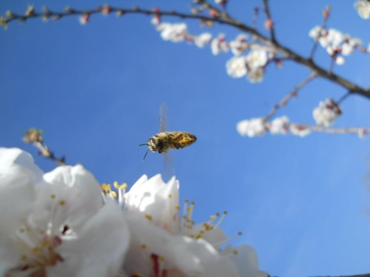 "abeja" de Andrea Boccio