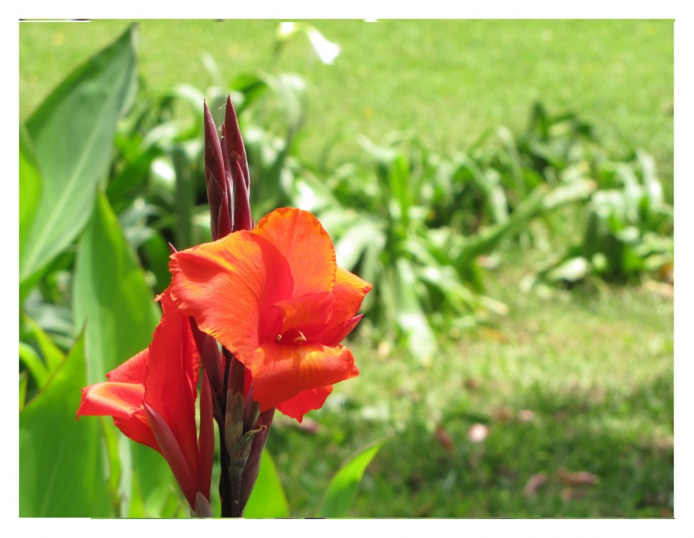 "Flor" de Isidro Solrzano