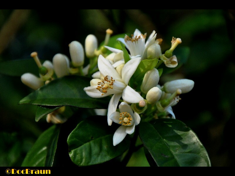 "Naranjo en flor" de Juan Jos Braun