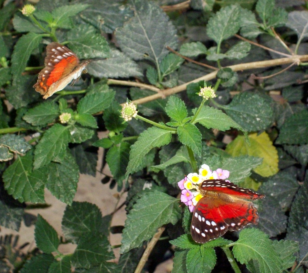 "mariposas" de Nancy Josefina Rivero