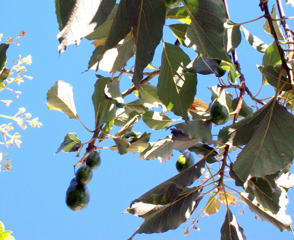 "aguacates" de Nancy Josefina Rivero