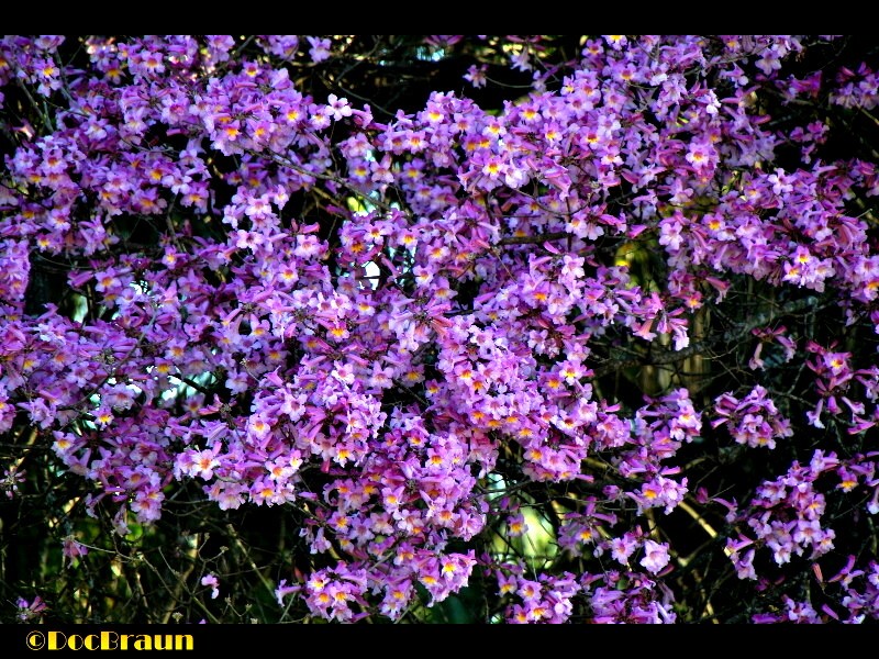 "Flores de primavera III" de Juan Jos Braun