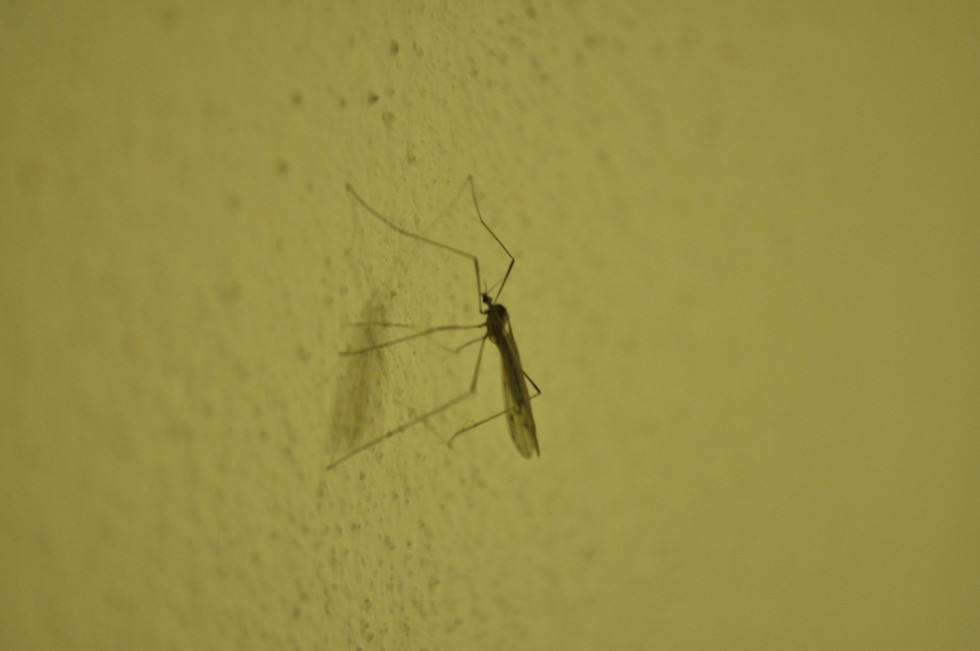 "Llegaron Los Mosquitos de Gustavo Srur" de Gustavo Srur