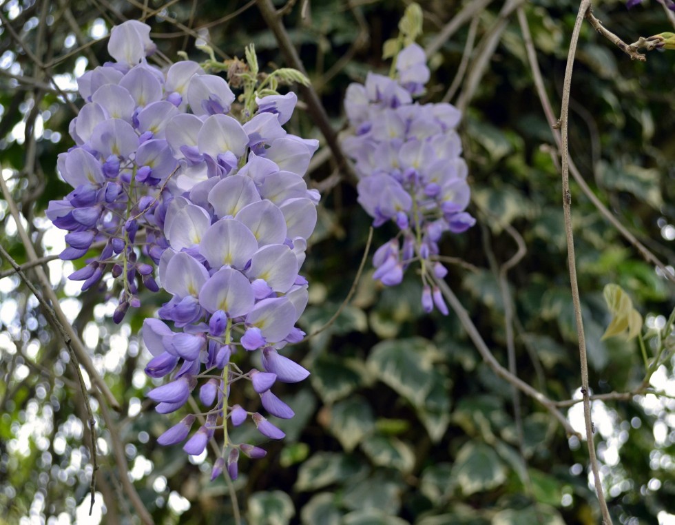 "Wisteria sinensis" de Daniel De Bona