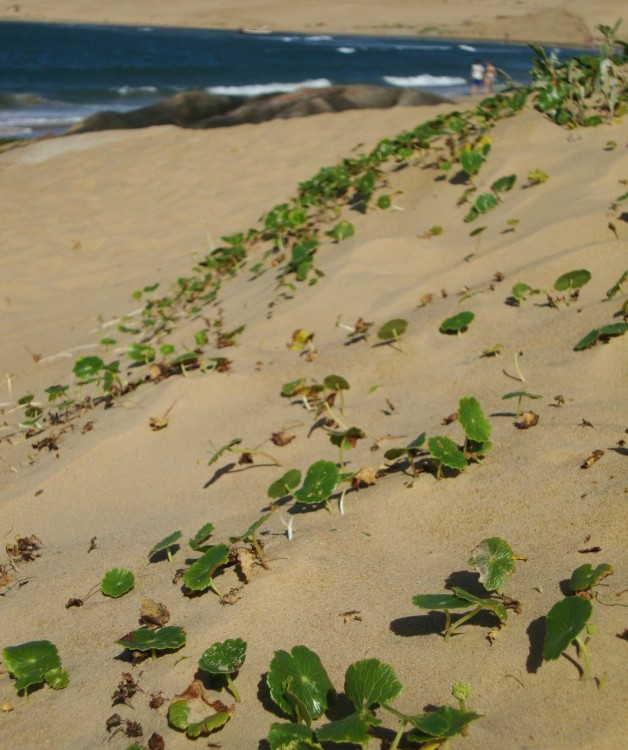 "playita" de Celeste Guarnieri