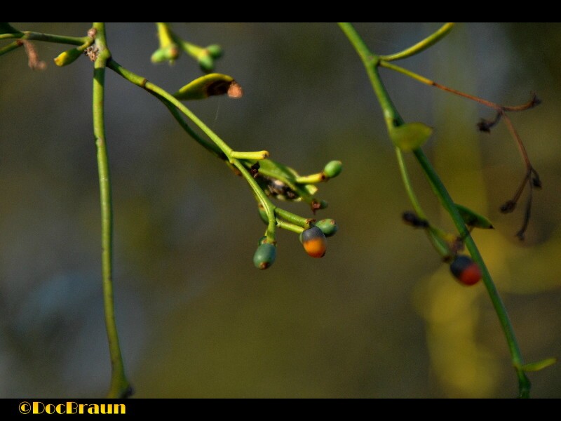 "Brotes de primavera" de Juan Jos Braun