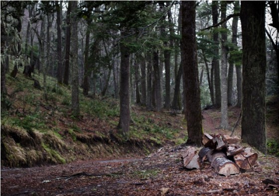 "Bosque matinal" de Eduardo Sagues