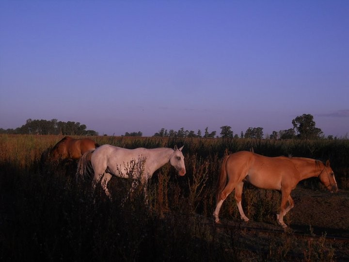 "caballos" de Andrea Boccio