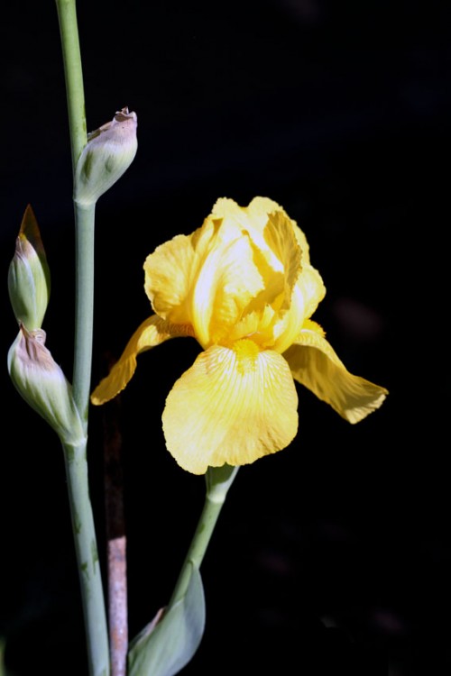 "el lirio amarillo" de Vernica Dana