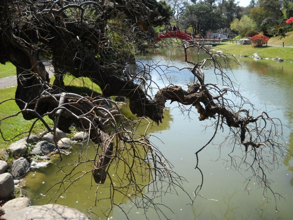 "Arbol con curvas." de Beatriz Benger