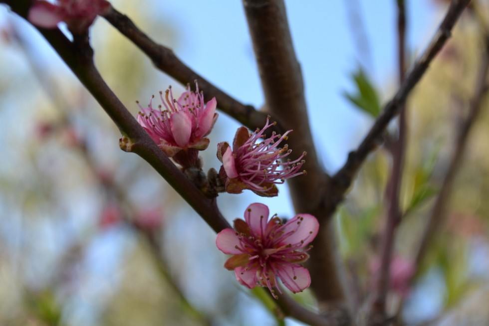 "Flor de duraznero 2" de Sylvia Sabatini