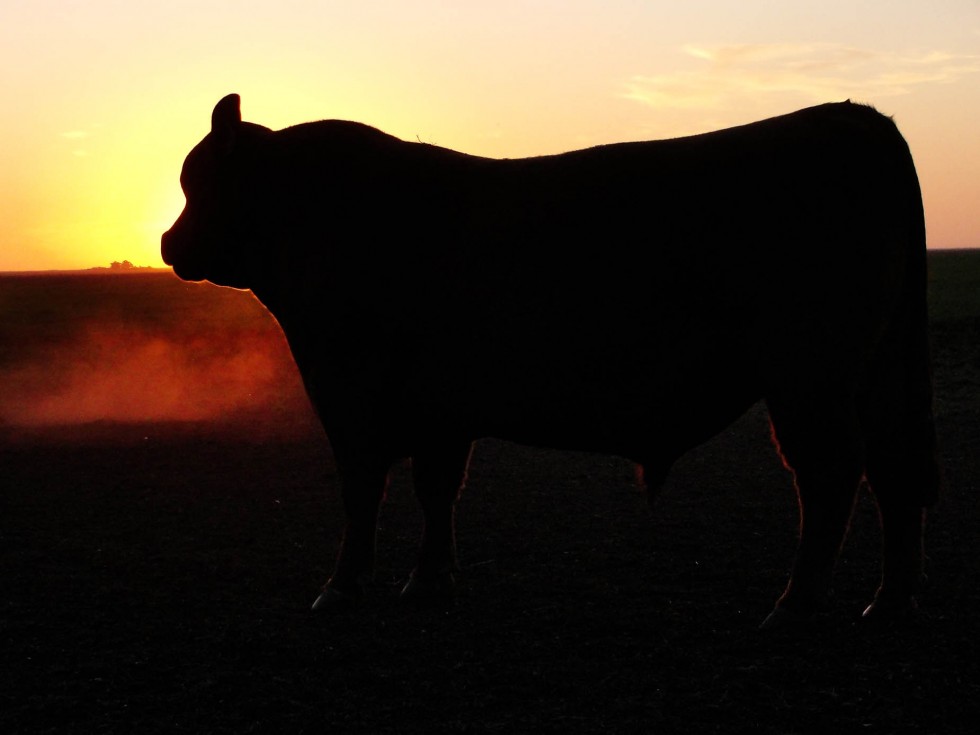 "Al atardecer" de Ricardo Lagrange