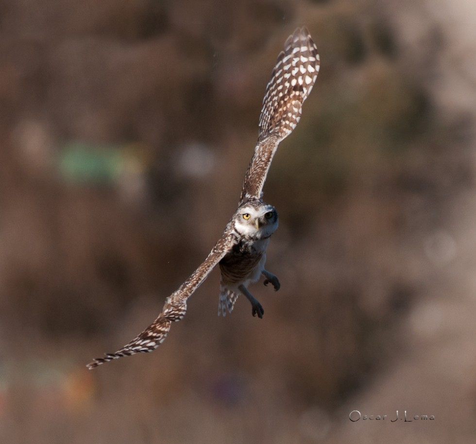 "Lechuza bizcachera (Athene cunicularia)" de Oscar Lema