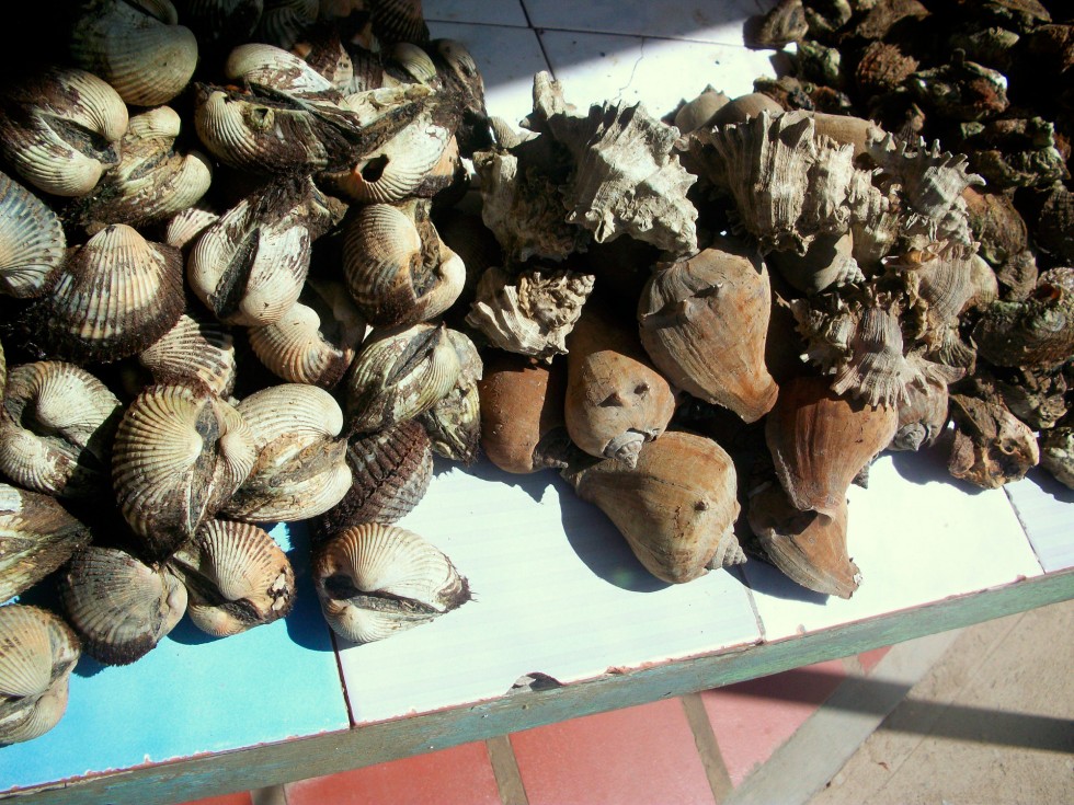 "conchas" de Nancy Josefina Rivero