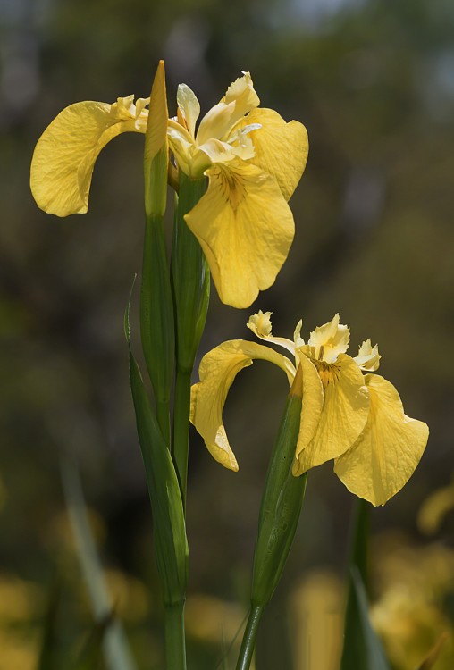 "lirios en flor" de Edith Polverini