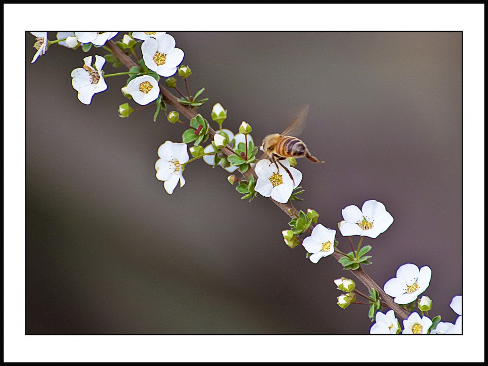 "La abeja del medio" de Jose Luis Anania