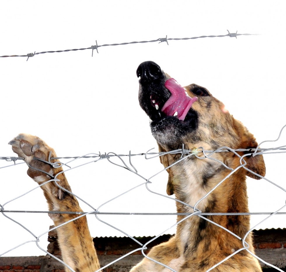 "Marca perro" de Raquel Perazo